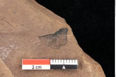 Foto (Detailsansicht) von Quercus palaeoilex Ettingshausen (NHMW-GEO-2024-0188-0830)